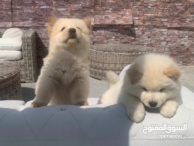 جراوي تشاوتشاو chowchow puppy ذكور