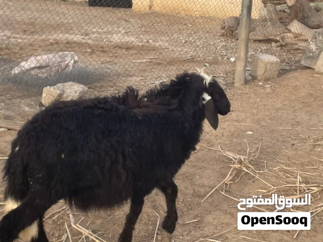 كبش ماشاءالله فول سمنههه تبارك الله