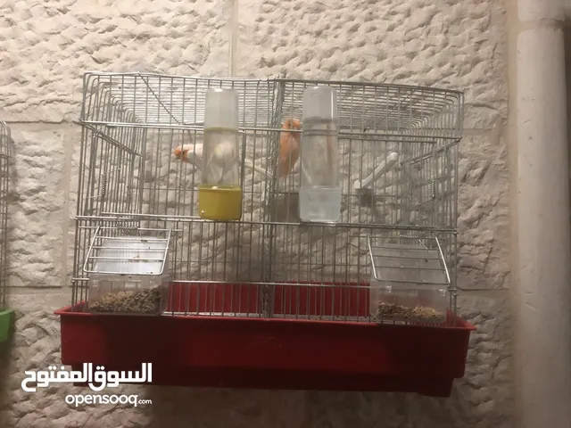 جوز كنانير ديمورفكت للبيع