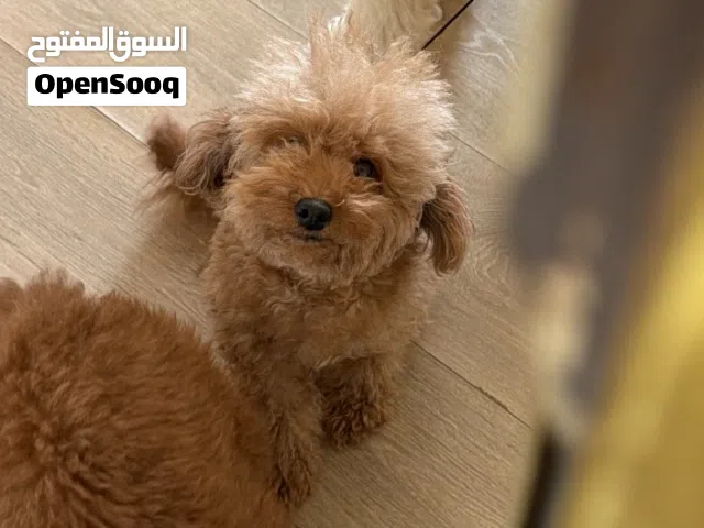 للبيع توي بودل بيور انثى