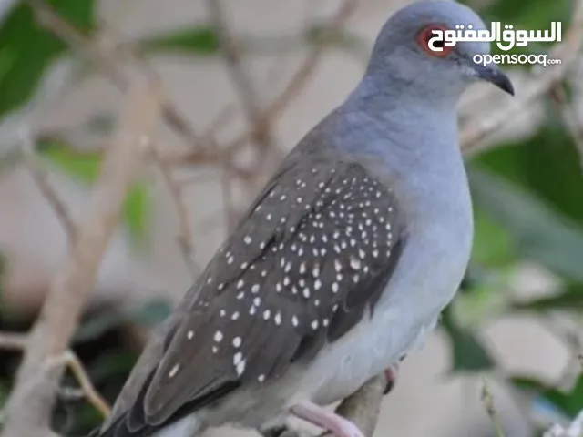 مطلوب حمام ماسي