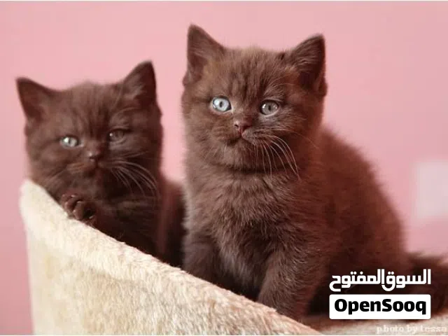Fluffy British Shorthair Cinnamon Kittens Looking for Homes