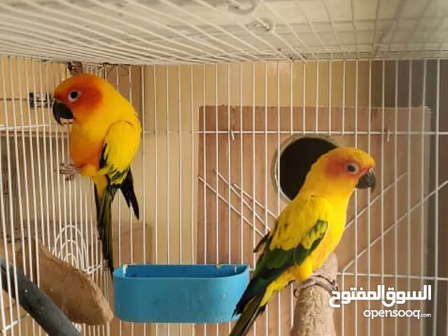 ببغاء صن كونور (Sun Conure)