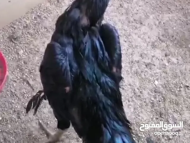 ديك تايلندي للبيع