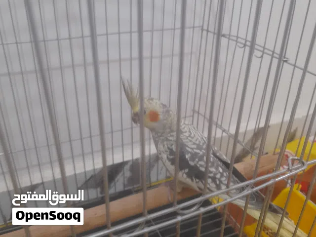 انتايه كوكتيل بي القفص كبير