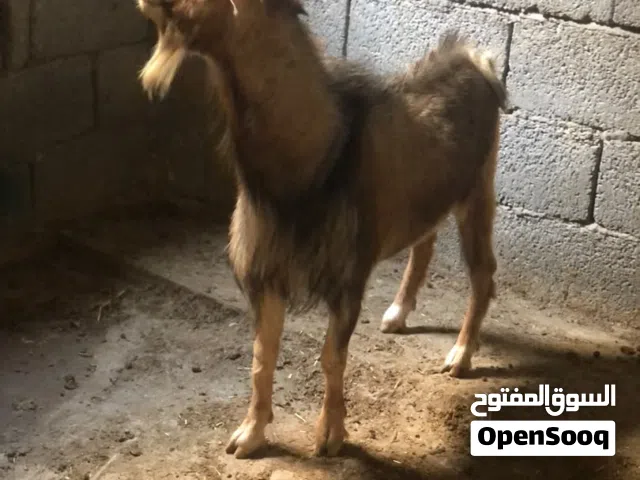 فحل كردي سخون ماشاء الله لا قوة إلا بالله للبيع ساوم في القدو
