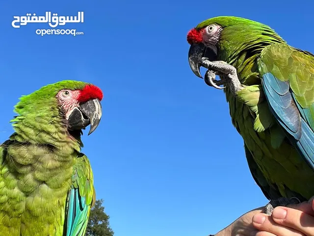 Pair Of Military Macaw Parrots  