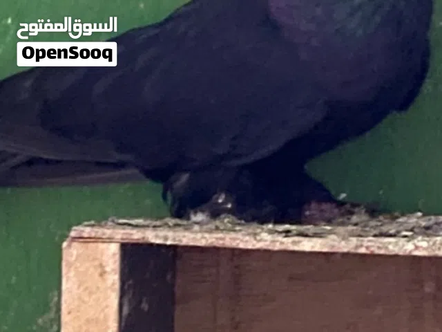 للبيع  حب الرمان إنجليزي ذكر اسود + كشكي ذكر +زوج شيرازي منتج