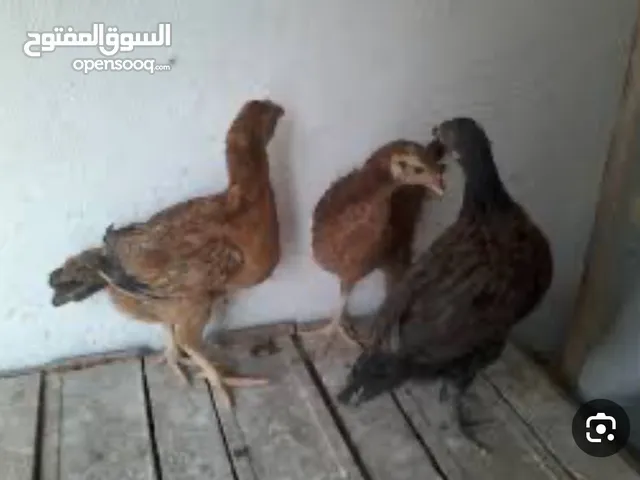 صوصين للبيع عمر الواحد شهر ذكر وانثى
