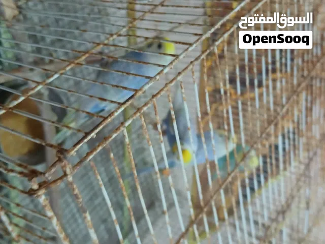 بقلينو رينبو خوات