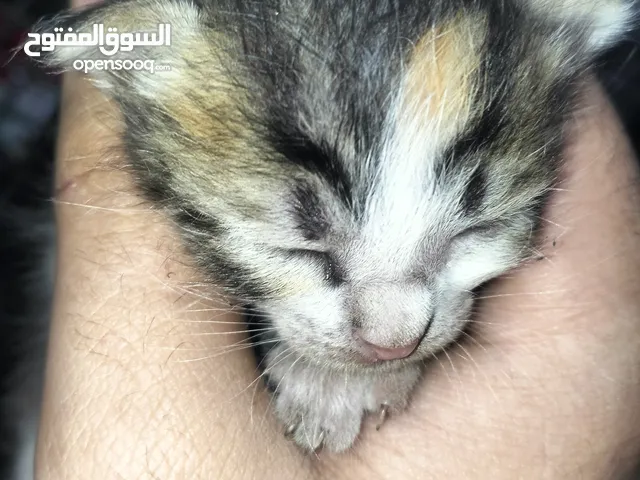 beautiful kitty