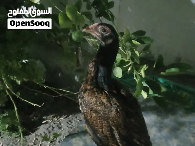 ديك باكستاني