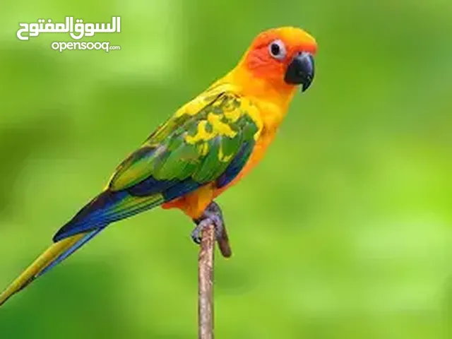 مطلوب ببغاء صن كنيور فرخ عمر شهر أو أقل