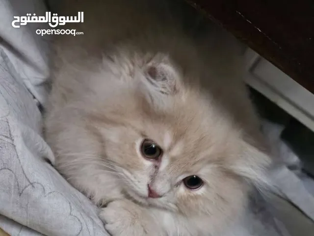قط ذكر شعر طويل أطراف قصيره لون كرميل مميز العمر 3 أشهر