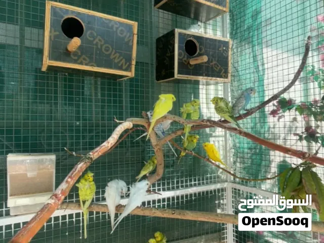 قفص للبيع او للبدل.