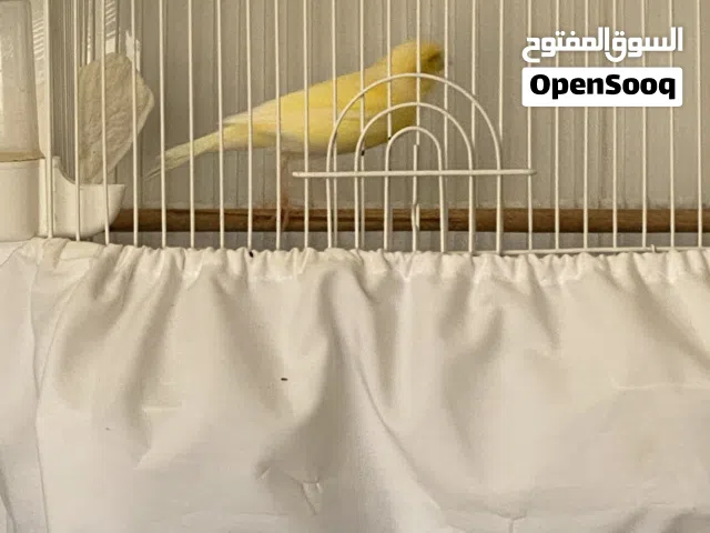إناث كناري ..