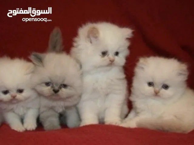 قطط هملايا عمر45 يوم