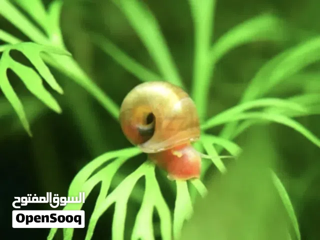 حلزون الرامشورن لتنظيف الأحواض red ramshorn snail