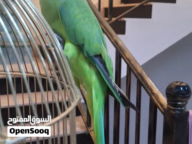 ذكر دره أليف ويتكلم