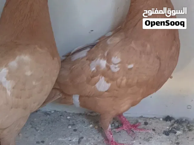 فرخين مزاهير صفر حلوات