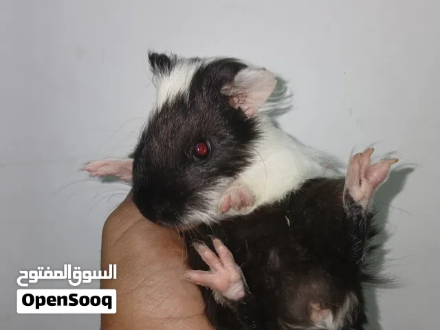 كوبياهمستر ربي يبارك السعر حرققق