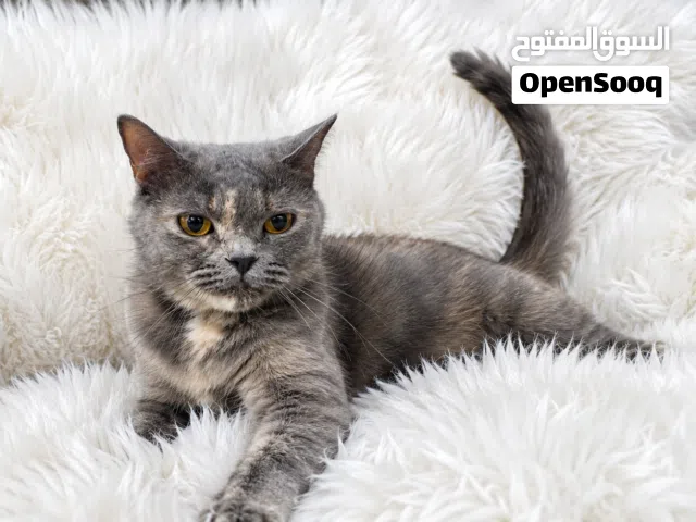 (Urgent عاجل) British Short Hair for Adoption - بريتيش شورت هير  للتبني