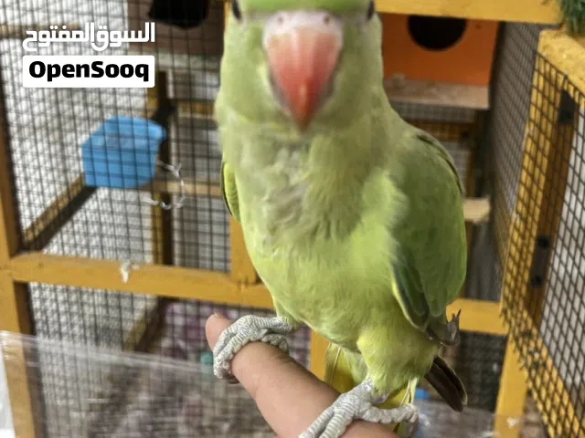 درة هندية ببغاء