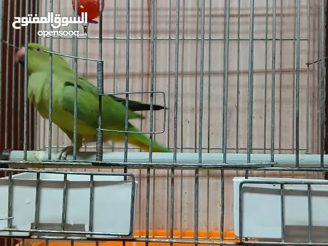 للببع متو .