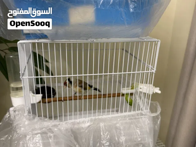 حسون مغرد ناااار