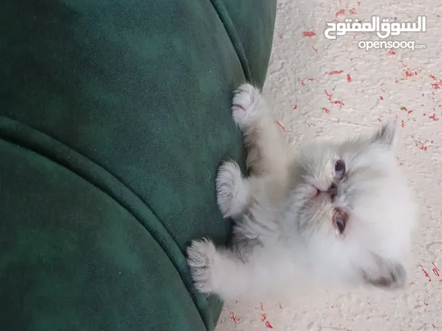 تبارك الرحمن بيرشن بيور اخر 3 قطط 2 انثى و واحد ذكر العمر 55 يوم تب نضافه ماشاءالله