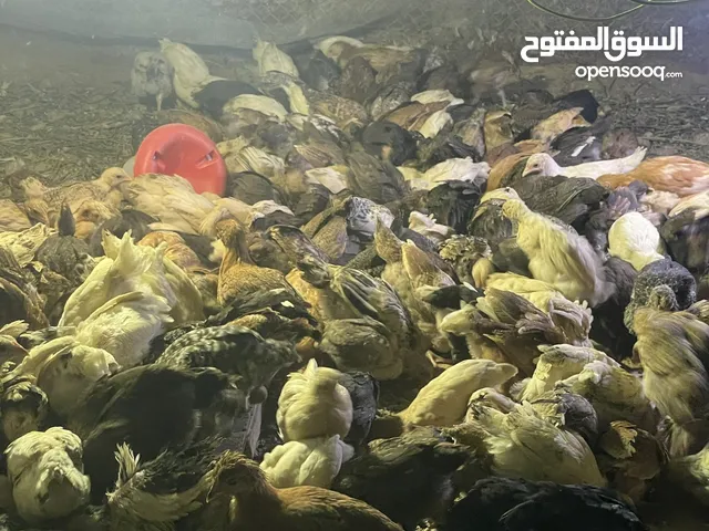 دجاج عماني فرنسي  عمر شهر تم تلقي التحصينات السعر  0.4 بيسه