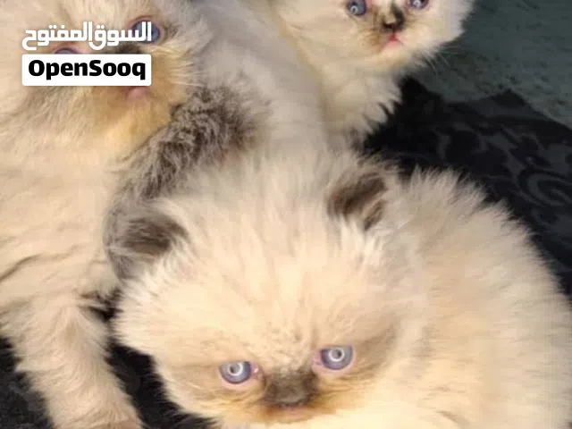 قطط هيمالايا تشوكليت بلو آيز بيور وشيرازي اعمارهم شهر ونص وشهرين نظيفين وأليفين وشعر كثيف