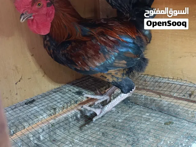 ديج عربي اقره الوصف