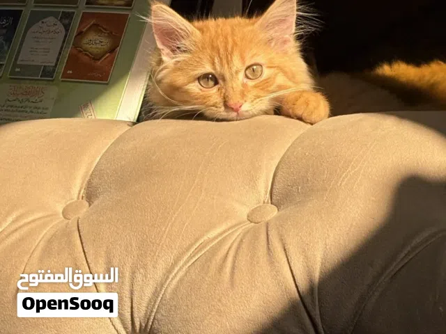 قط شيرازي للبيع