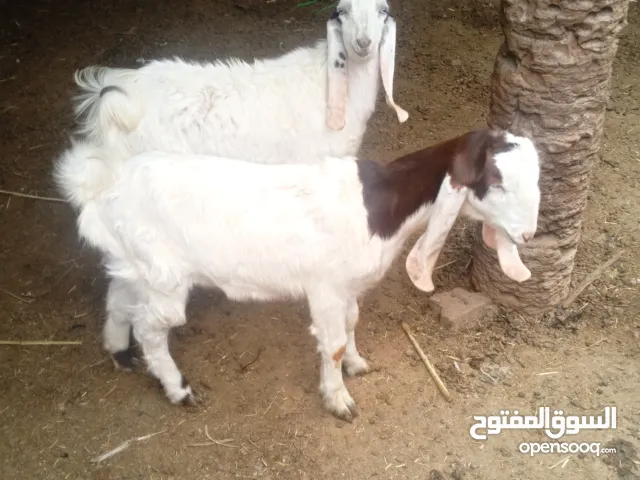 سلام عليكم صخول توم ملات بيت شاميات حلوات نيثه وفحل