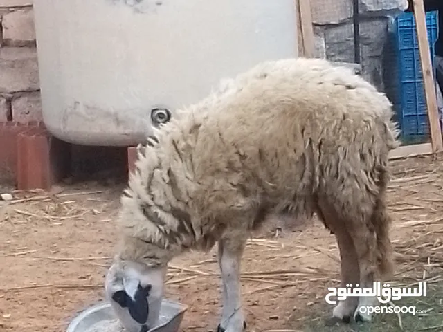 عرض ربي يبارك