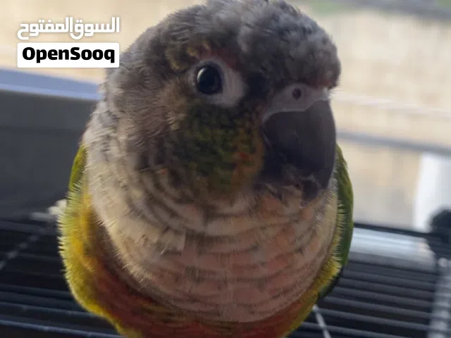 Green cheek conure
