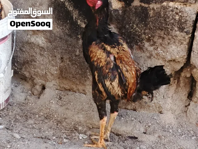 ديج هندي خشانة وصحة ما شاءالله فول بس ديج بعدة زغير حتة نيبان هستوة يطلعلة ليريدة يتواصل واتساب