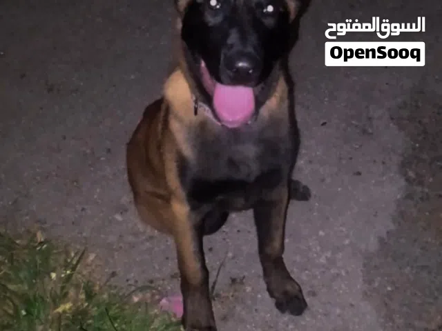 بلجم مالينو العمر 7 شهور