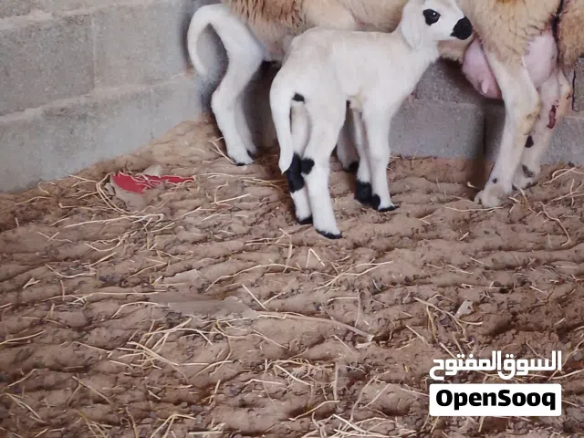 نعجة تحتها زوز حولي وحولية عمرها جمع