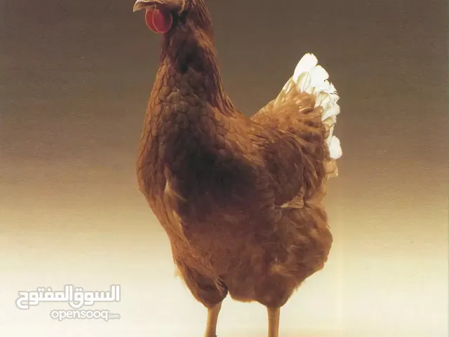 بيض لوهمان الألماني