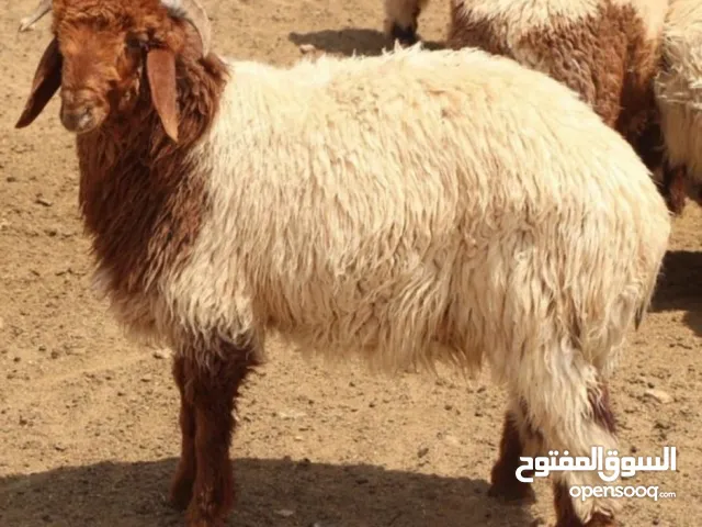 عامل راعي غنم ماعز خبرة مواشي كل شي طيور