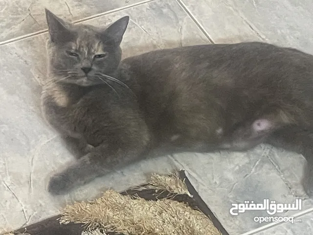 اسكوتش فولد