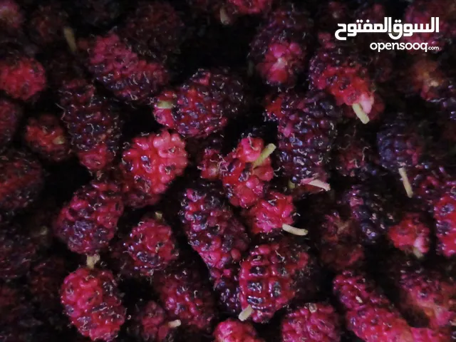 توت بلدي للبيع الكيلو