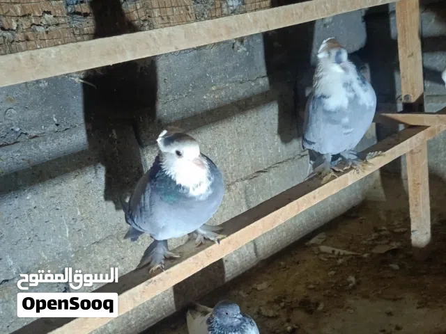 برج حمام تور +الاج زينه