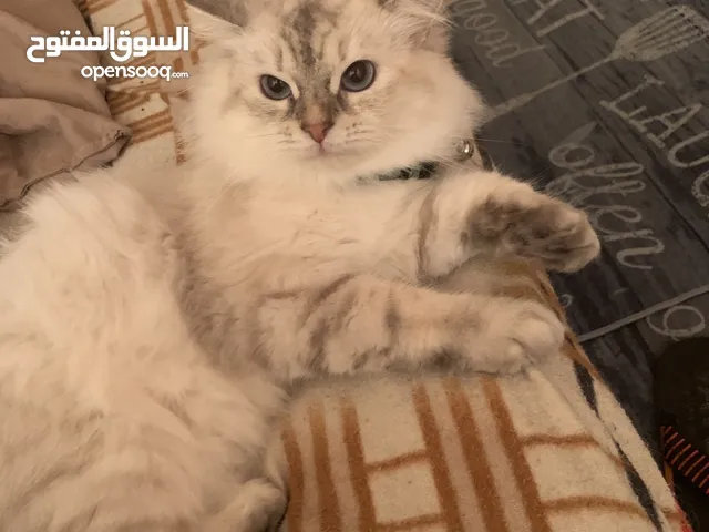 قطة هادئة وتحب العب كثيرًا