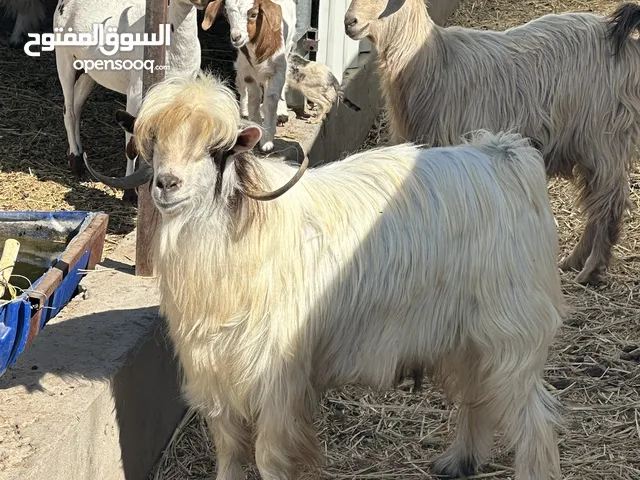 نيس رحّبي بيور فحل حار