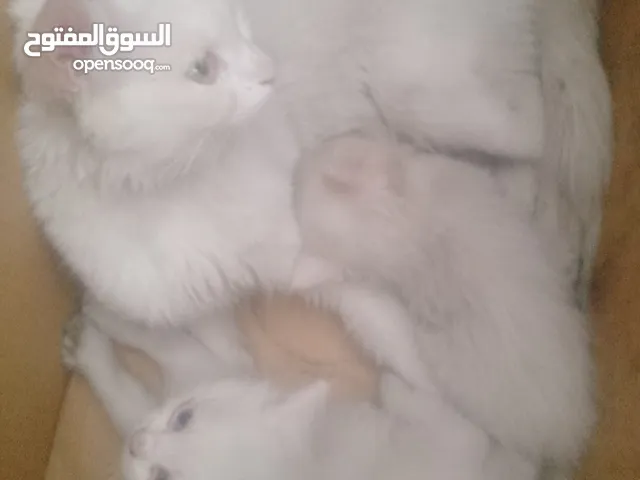 قطتين صغار مع امهم للبيع 