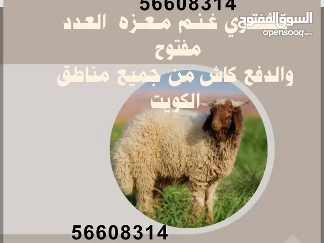 نشتري غنم ومعزا العدد مفتوح ودفع كاش