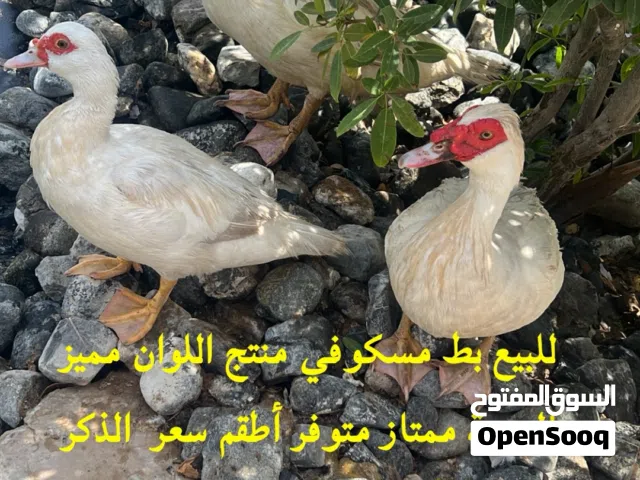 للبيع بط مسكوفي